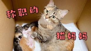 向死而生二狗爆料最新,揭秘娱乐圈不为人知的真相  第1张